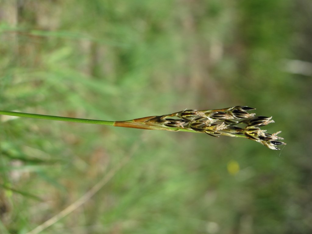 Juncus squarrosus